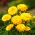 Calendula da vaso nano - gialla; ruddles, calendula comune, calendula scozzese - 