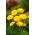 Dværgpotte morgenfrue - gul; ruddles, almindelig morgenfrue, skotsk morgenfrue - 