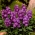 Excelsior estoque comum - ameixa escura; Estoque Brompton, estoque antigo, estoque de dez semanas, flor de goiva - 