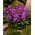 Acciones comunes Excelsior - ciruela oscura; Stock de brompton, stock canoso, stock de diez semanas, flor de gilly - 
