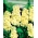 Acciones comunes Excelsior - amarillo claro; Stock de brompton, stock canoso, stock de diez semanas, flor de gilly - 