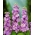 Commonsize Excelsior - lilja vaaleanpunainen; Bromptonikanta, hoary-kanta, kymmenen viikon pinta, gilly-kukka - 