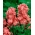 Obična dionica Excelsior - narančasto-gola; Brompton dionica, hoary dionica, deset tjedana dionica, gilly-cvijet - 