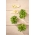 Mikro zelenjava - sončnica - mladi edinstveno sveže okusni listi - 