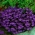 Lobelia s fialovým lemom; záhradná lobelia - 