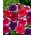 گل اطلسی باغ &#39;Iluzja&#39; (توهم) - ترکیب رنگ - 