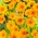 Крупноцветковые клещи Sunburs - 