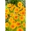 Sunburs de tiques à grandes fleurs - 