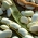 Bean Karo - voor droge zaden - 