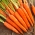 Carrot Finesse - una variedad tardía - 