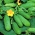 黄瓜Brilant F1-用于温室栽培 - 
