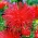 Nadel-Blütenblatt-Aster Rote Ognisty Ptak (Feuervogel)