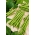 Haricot vert nain Muza - une variété sans fil - 