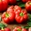 Pimenta vermelha de tomate Olenka - fruta achatada e com nervuras - 