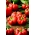 Red tomato pepper Olenka - flattened and ribbed fruit