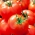 Lauko pomidoras Sycamore - ankstyva, skani, švelni veislė - 