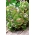 Zaļās sarkanās sviesta galvas salāti Jubilatka - 