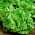 Butterhead saláta Madera - korai, finom változatosság - 