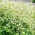 Organic buckwheat - melliferous plant - 100 grams