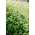 Soba organik - tanaman melliferous - 100 gram - 