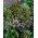 Flowery Meadow Express - Mischung aus über 20 schnell wachsenden Sorten - 100 Gramm - 