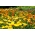 Tarhakehäkukka - sokerikas kasvi - 100 grammaa; ruddles, tavallinen kehäkukka, Scotch marigold