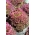Sarkanie frizzled lapu salāti Lollo Rossa - 