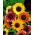 Okrasna sončnica - mešanica barvnih sort - 100 gramov - 