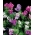 Баглосс критской гадюки - медоносное растение - 100 грамм - 