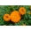 Мексиканские ноготки Pollux Orange; Ацтекский бархатец - 