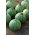 Fin courgette - sfærisk frukt; squash - 