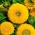 Dobbelblomstret ornamental solsikke Nieder Sonengold - 