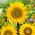 Zwerg Zier Sonnenblume Sonnenfleck - 
