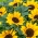 Okrasná slunečnice Suntastic F1 - nízko rostoucí odrůda pro květinové záhony - 
