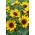 Ornamental solsikke Suntastic F1 - lavt voksende utvalg for blomsterbed - 
