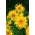 Medium tall ornamental sunflower "Astra Gold"