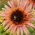 Poljsko cvetje Srednje visoka sončnica &quot;Astra Rose&quot; - 