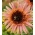 Poljsko cvetje Srednje visoka sončnica &quot;Astra Rose&quot; - 