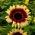 Средно висок декоративен слънчоглед &quot;Floren&quot; - 