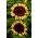 Vidēji augsta dekoratīvā saulespuķe Floren - 