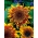 Tournesol ornemental de taille moyenne &quot;Astra Brown&quot; - 