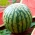 Watermelon "Moro"
