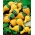 Calabaza ornamental Pera Bicolor