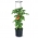 Tomato growing pot with stakes - Tomato Grower - ø 39 cm