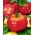 الطماطم "Betalux" - صغيرة متنوعة - 220 بذور - Lycopersicon esculentum Mill  - ابذرة