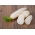 Radis blanc Agata - variété d&#39;été à racines allongées - RUBAN DE GRAINES