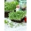 Microgreens - Zelená bazalka - mladé listy jedinečnej chuti - 100 gramov - 