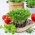 Microgreens - Koriander - junge, einzigartig schmeckende Blätter - 100 Gramm - 