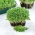 Microgreens - Erba medica - foglie giovani dal sapore unico - 100 grammi - 
