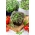 Mikro zelenjava - Mizuna - mladi listi edinstvenega okusa - 100 gramov - 